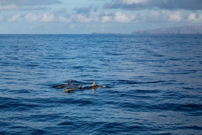Dolphins off the coast of Madeira